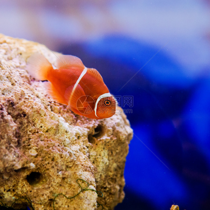 蓝水中的小丑鱼在其宿主阿内蒙图片