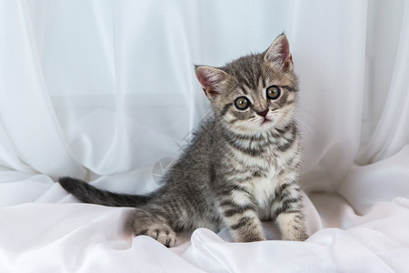 窗台上漂亮的小虎斑小猫苏格兰直系品种背景