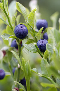 关闭蓝莓灌木背景图片