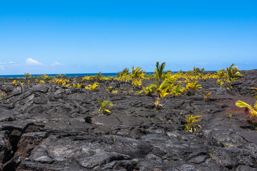 夏威夷大岛火山公园的熔岩流上生长着小图片