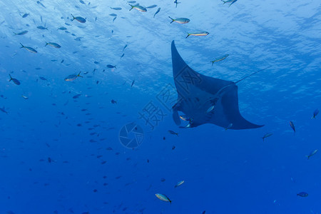 深蓝色海洋中的蝠鲼高清图片