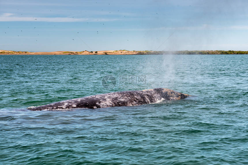 太平洋灰鲸母和小图片