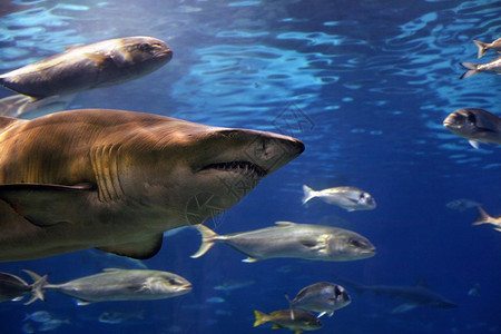在水下游泳的灰鲨鱼太阳光图片