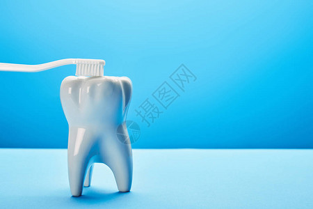 以蓝背景牙科概念和牙刷的牙齿模图片