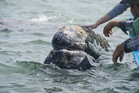 爱抚和触摸灰鲸时的手背景图片