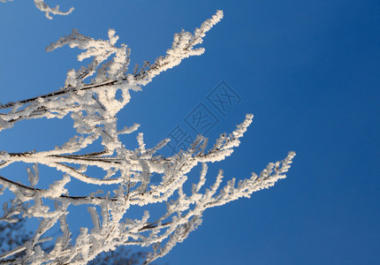 冬天的树枝图片