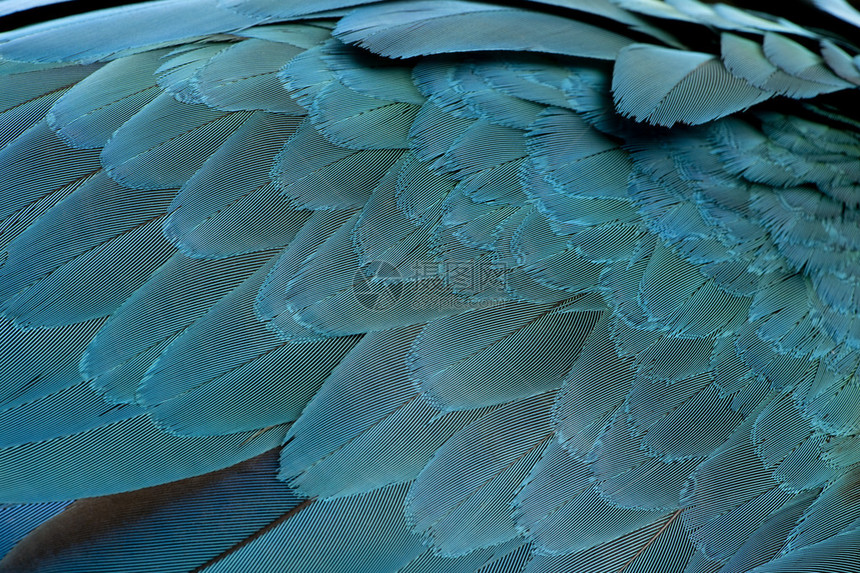 蓝色和黄色麦考羽毛的缝合AraAr图片