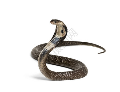 眼镜王蛇背景图片