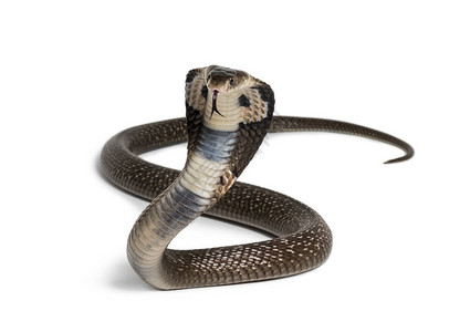 眼镜王蛇背景图片