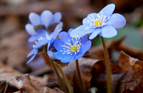 树林里第一朵春天的蓝色花朵图片