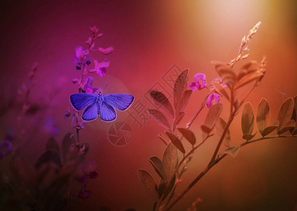 蝴蝶和粉红色树花的复古照片图片