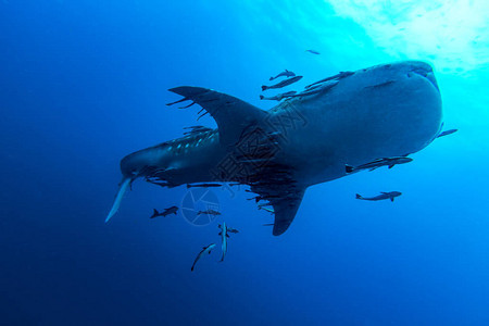 游鲸鲨鱼Rhincodon打字是动物王国背景图片