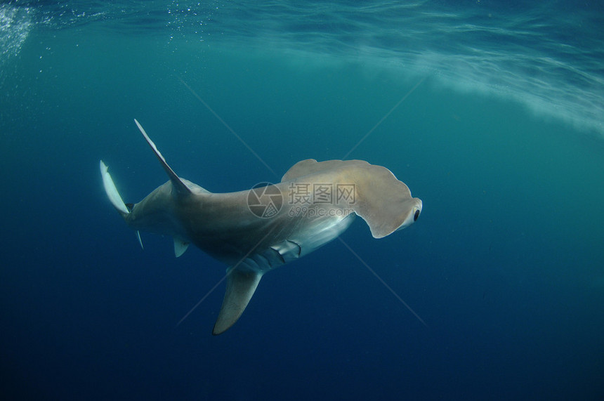锤头鲨在海洋中的自然栖息地图片