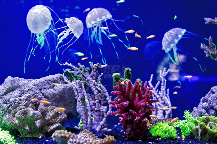 霓虹灯下美丽的水母与鱼图片