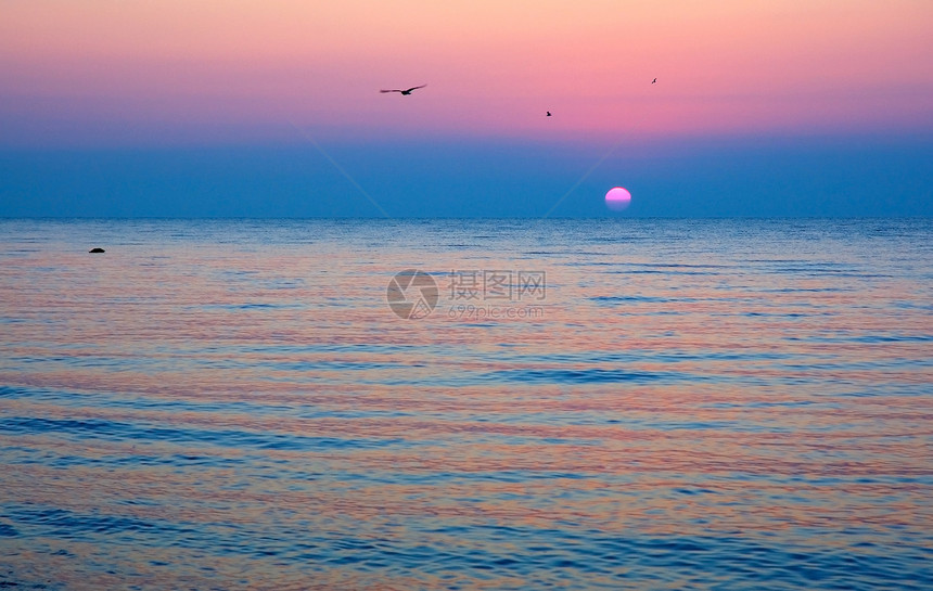 海面日出海鸥以粉色和蓝图片