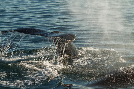 龙背鲸潜水的尾巴后光强调所有背景