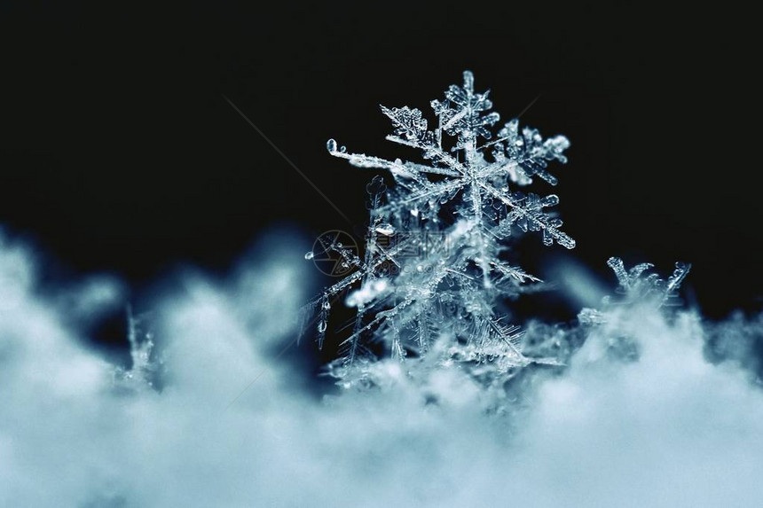 雪花真正的雪水晶宏观美丽的冬天背景季节自然图片