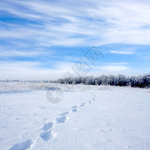 大雪草地上的脚步声图片