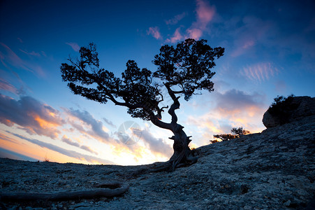 日落时高山中一棵孤树禅宗的剪影图片