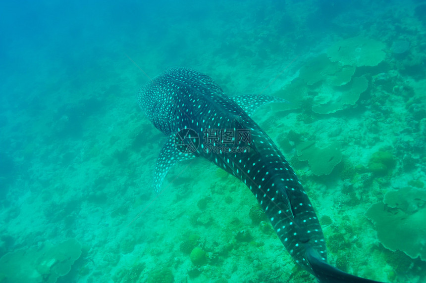 在马尔代夫清蓝水晶体中游泳的鲸鱼鲨Rhincodon图片
