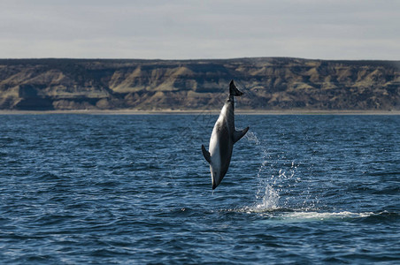 海豚在南非附近的海洋中游泳图片