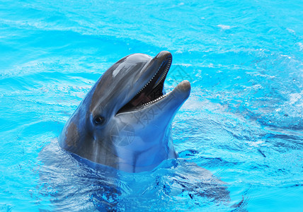 微笑海豚图片