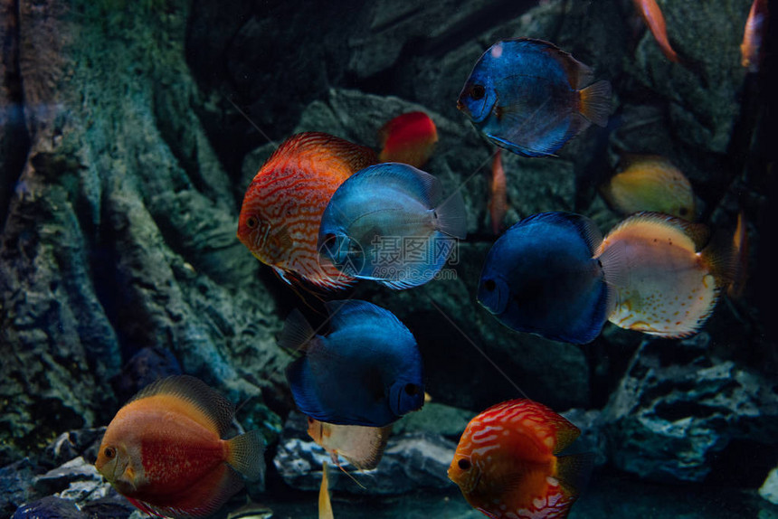 金鱼和蓝鱼在水族馆的水下游泳图片