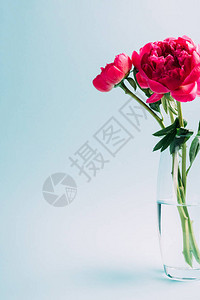 蓝色背景的玻璃花瓶中粉背景图片