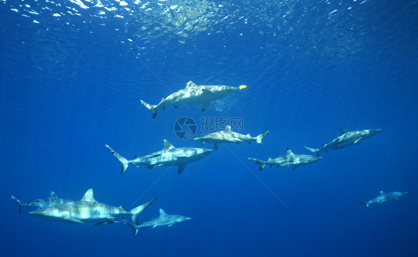 一群灰礁鲨Melanopterusamblyrhynchos和黑鳍礁鲨MelanopterusCarcharhinus图片