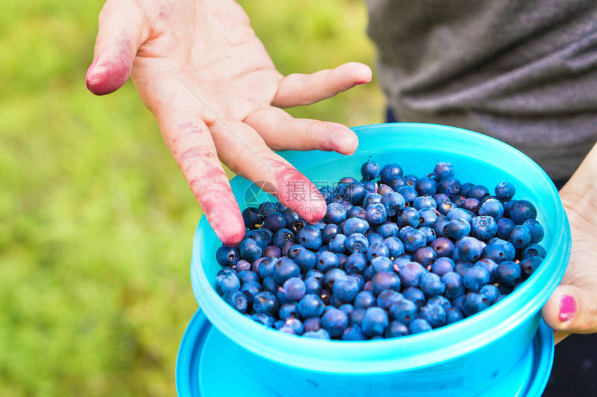 在森林里的棺材和容器中的蓝莓肮脏的手指被浆果染成蓝色和紫色女人在大自然中收集和采图片
