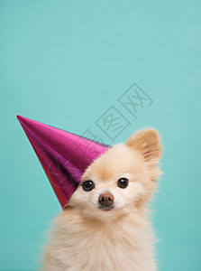 小可爱小狗有粉红色的帽子明图片