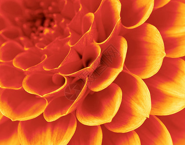 一朵花的抽象花瓣图片