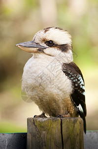 Kokaburra本地的澳洲鸟类图片