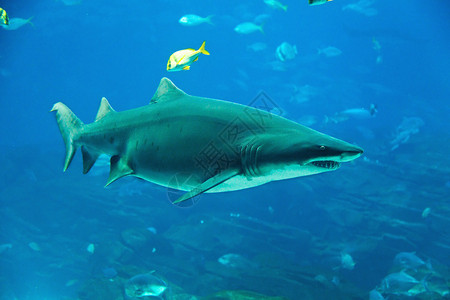 虎鲨和鱼的水下图像图片