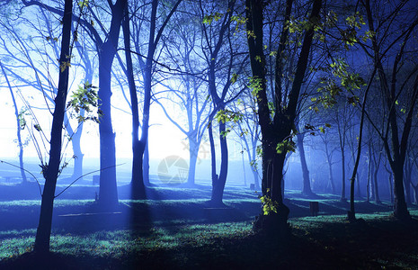 晚上蓝色的神秘森林图片