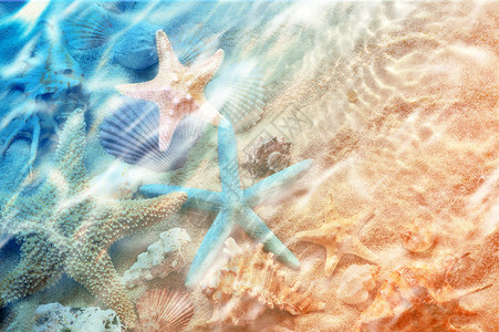 海星和海贝在夏季沙滩上海水中夏天背背景图片