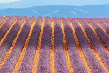法国普罗旺斯的紫图片