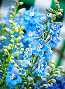 蓝色花朵的背景春天花卉图像图片