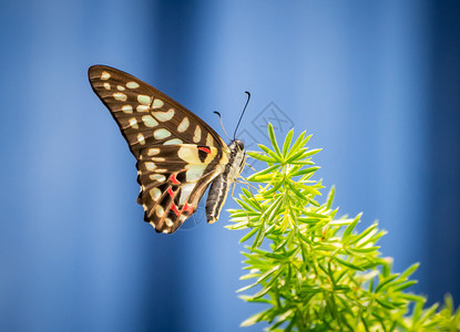 蝴蝶悬挂在树上在蓝色背景面图片