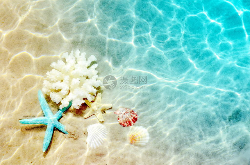 海星珊瑚和海贝在夏季沙滩上图片