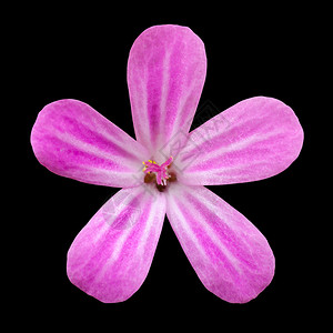 黑色背景上孤立的粉红五金色花朵Miclo图片
