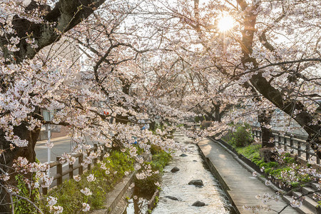 日本佐仓樱花与小运河在春季图片