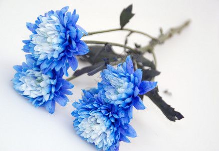 漂亮的蓝色花朵图片