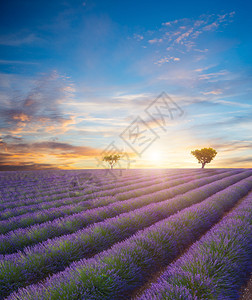 日落时盛开的紫衣草田景色美丽图片
