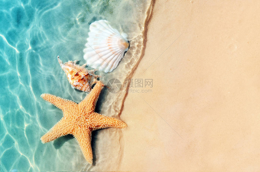 海星和海贝在夏季沙滩上海水中夏天背图片