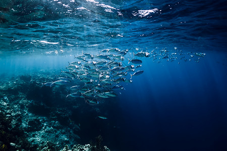 在水下世界野生物在珊瑚礁的海洋图片