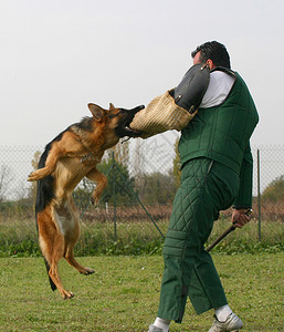 德国牧羊犬的训练高清图片