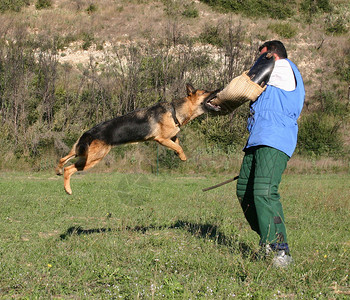 德国牧羊犬的训练图片