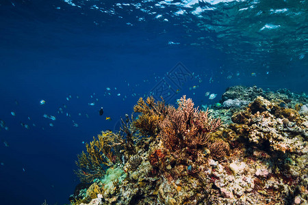 有珊瑚和热带鱼类的图片