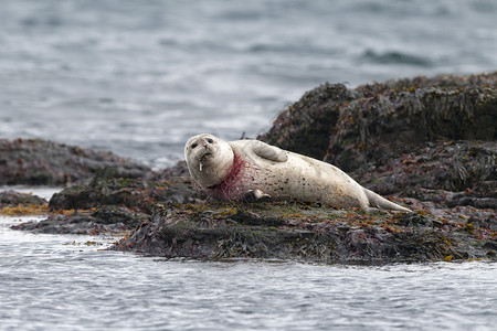 海豹被困在渔网中求救图片